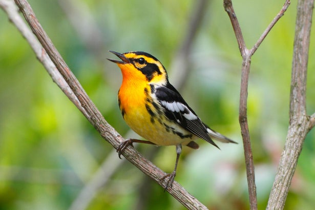 A male Blackburnian warbler with orange throat song