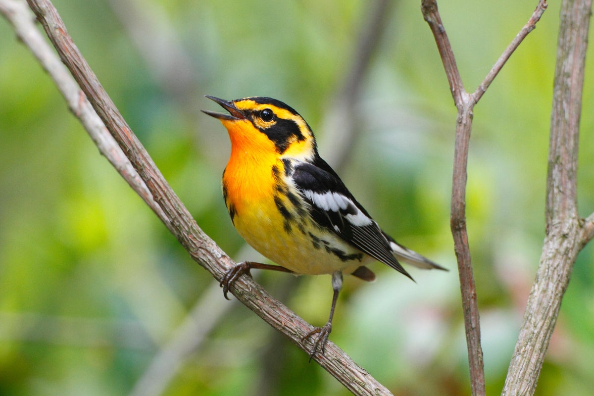 A male Blackburnian warbler with orange throat song