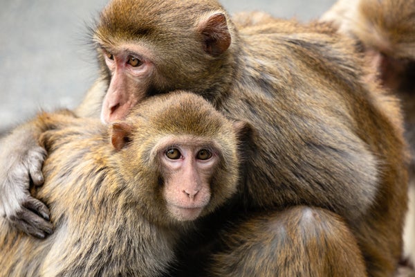 Two rhesus macaques embrace each other. One of them, at left, looks directly into the camera. The macaque on the right has its arm wrapped around the lefthand individual and is looking off-camera toward the left