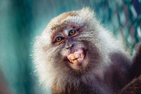 Close-up of a long-tailed macaque bearing its teeth