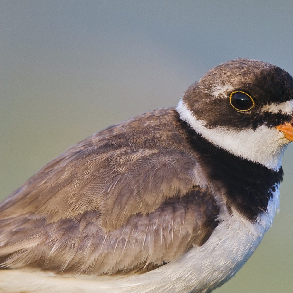 Which Birds Don'T Migrate in Autumn: Surprising Stay-Back Species Revealed