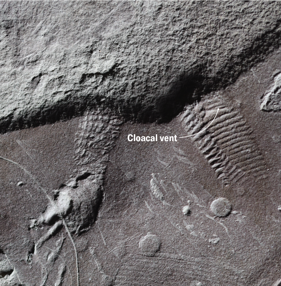 صورة باللونين الرمادي والأسود لبصمة الطرف الخلفي والذيل مع سهم مُسمى يشير إلى فتحة المذرق