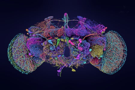 50 largest neurons of the fly brain connectome.