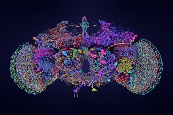 Largest Brain Map Ever Reveals Fruit Fly’s Neurons in Exquisite Detail