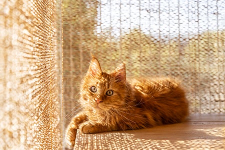 Beautiful ginger maine coon cat on the desk