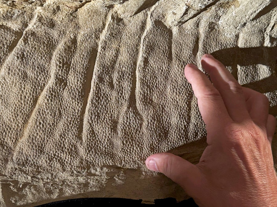 Fossil showing bumps and wrinkles of mummified dinosaur skin with a person's hand touching the fossil in the lower right corner of the image