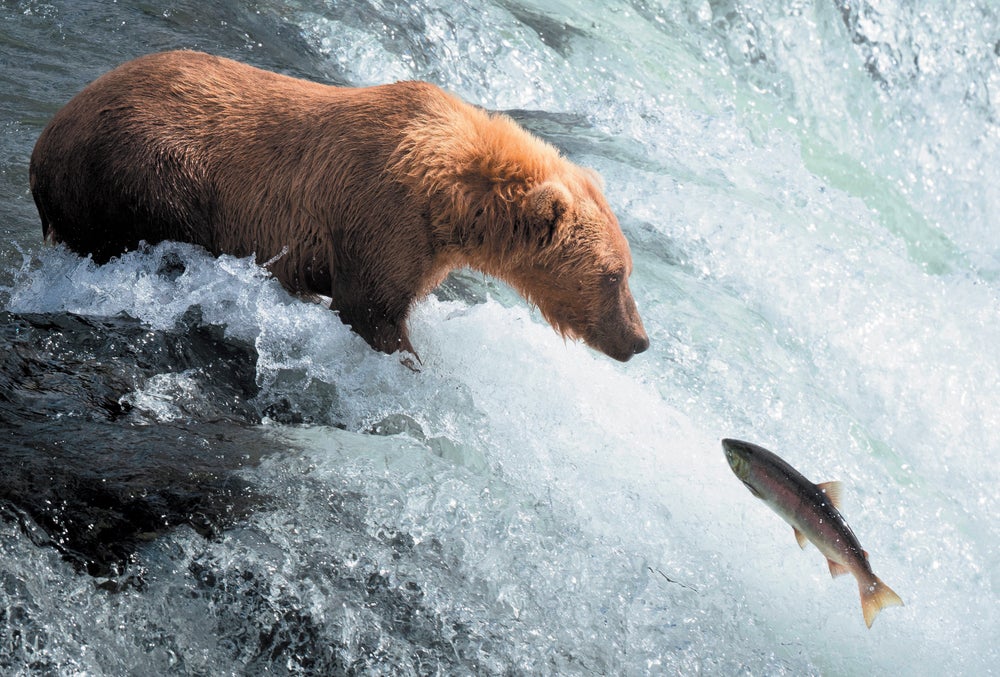 Grizzly Bears Will Finally Return To Washington State. Humans Aren’t 