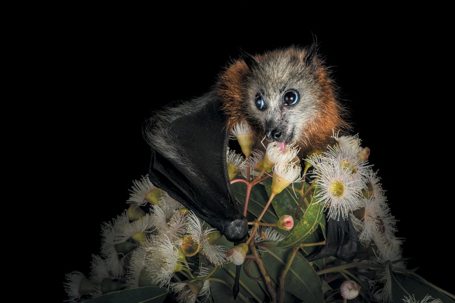 Close up of a grey-headed flying fox eating a plant, against a black background.