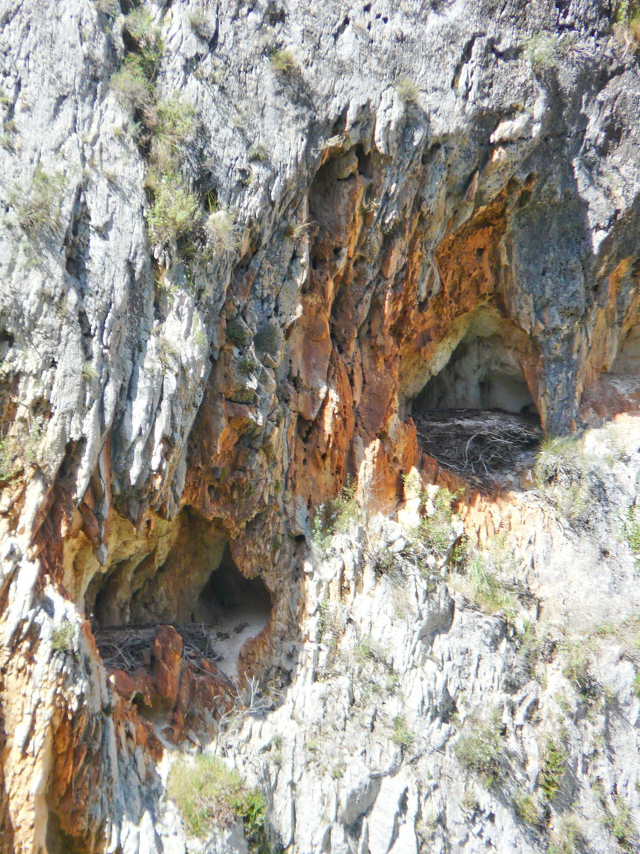 Two holes in the cliffside with debris nestled inside.