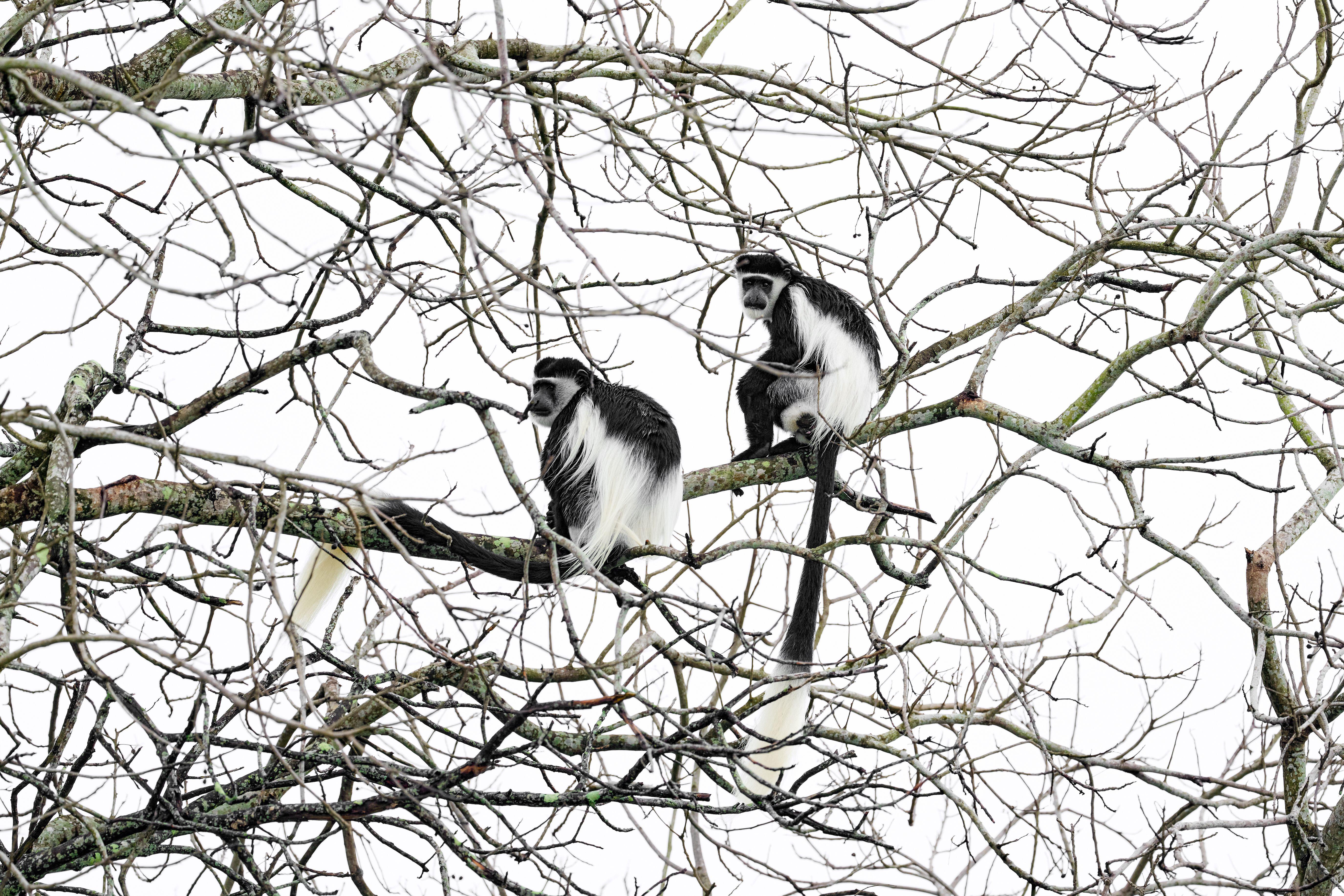 Two black and white, long-tailed monkeys sit in a leafless tree