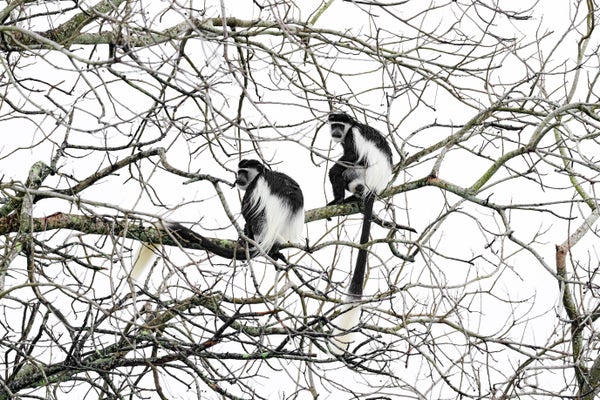 Two black and white, long-tailed monkeys sit in a leafless tree