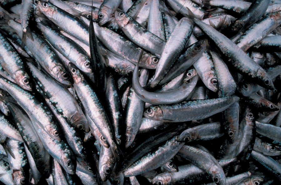 Herring at a fish market.