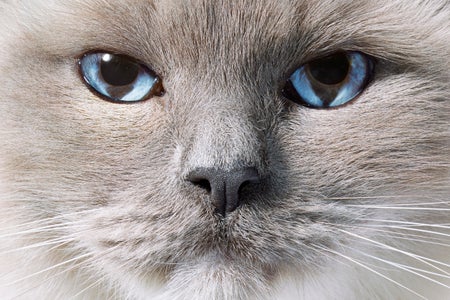 Close up of grey cat cat with deep blue eyes