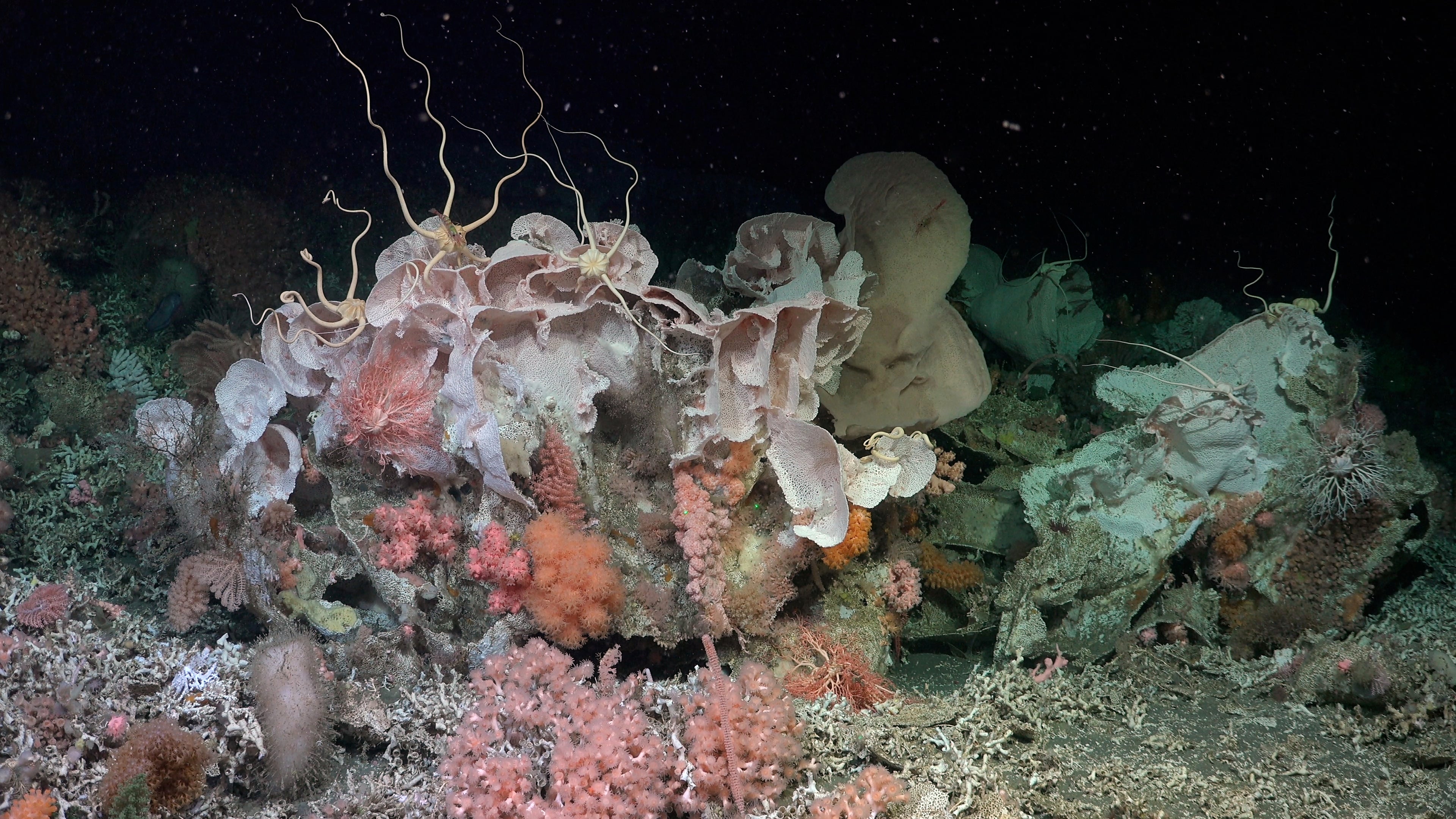 See the first stunning images of a massive coral reef that has