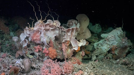 This image shows a pink, orange and white collection of deep-sea corals.