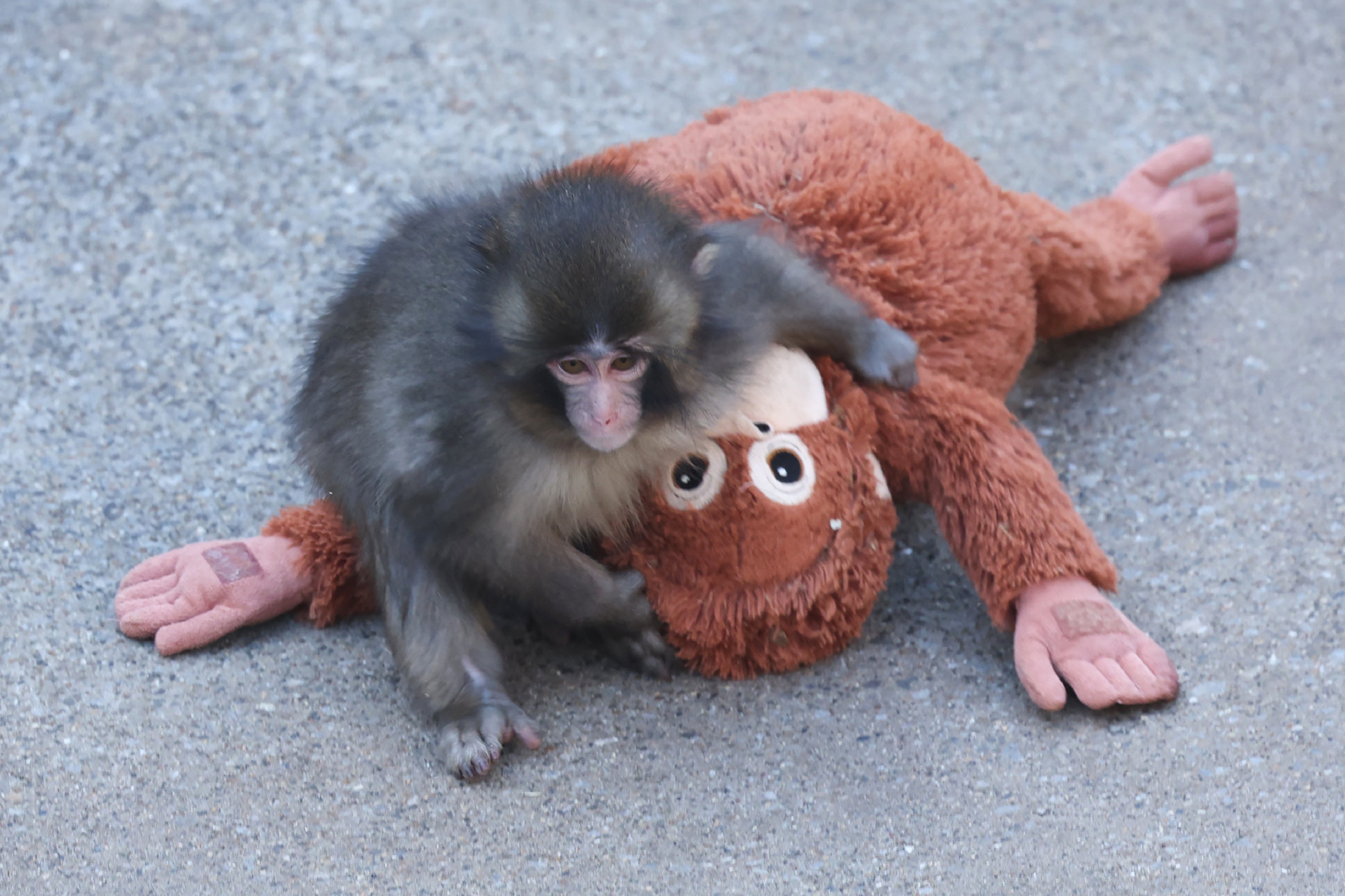 Punch the monkey and his plushie re-create a famous Punch the monkey and his plushie re-create a famous