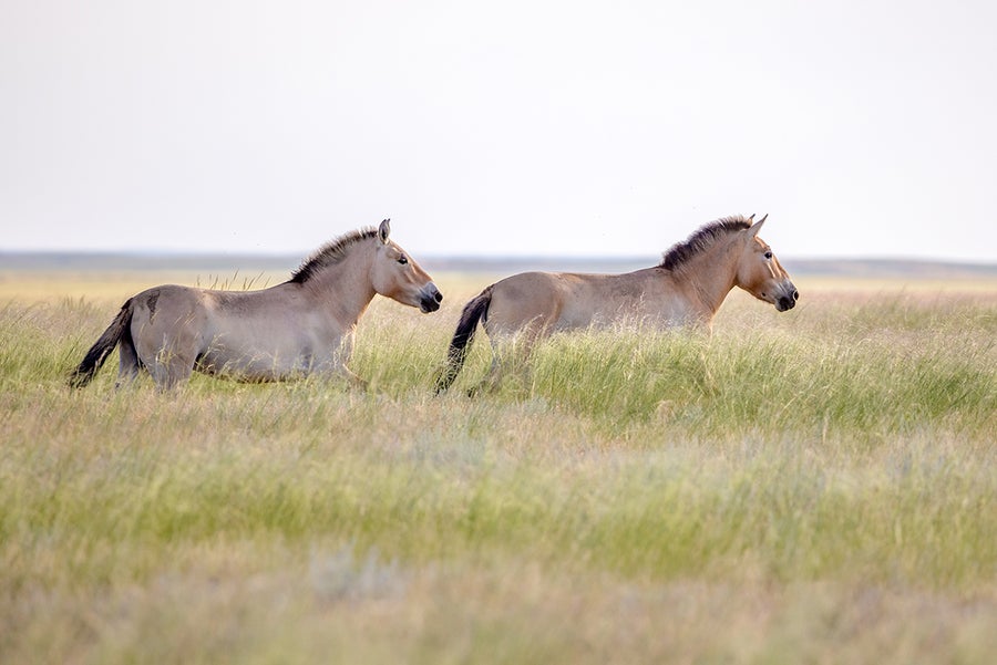 Two horses run in a field