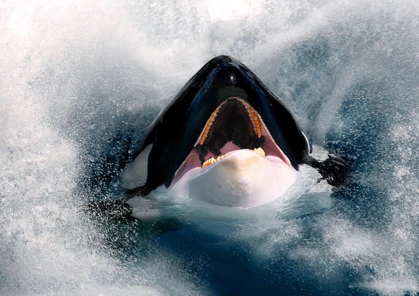 Action shot of orca coming out of ocean with open mouth