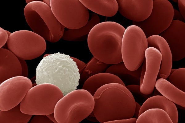 Human red and white blood cells