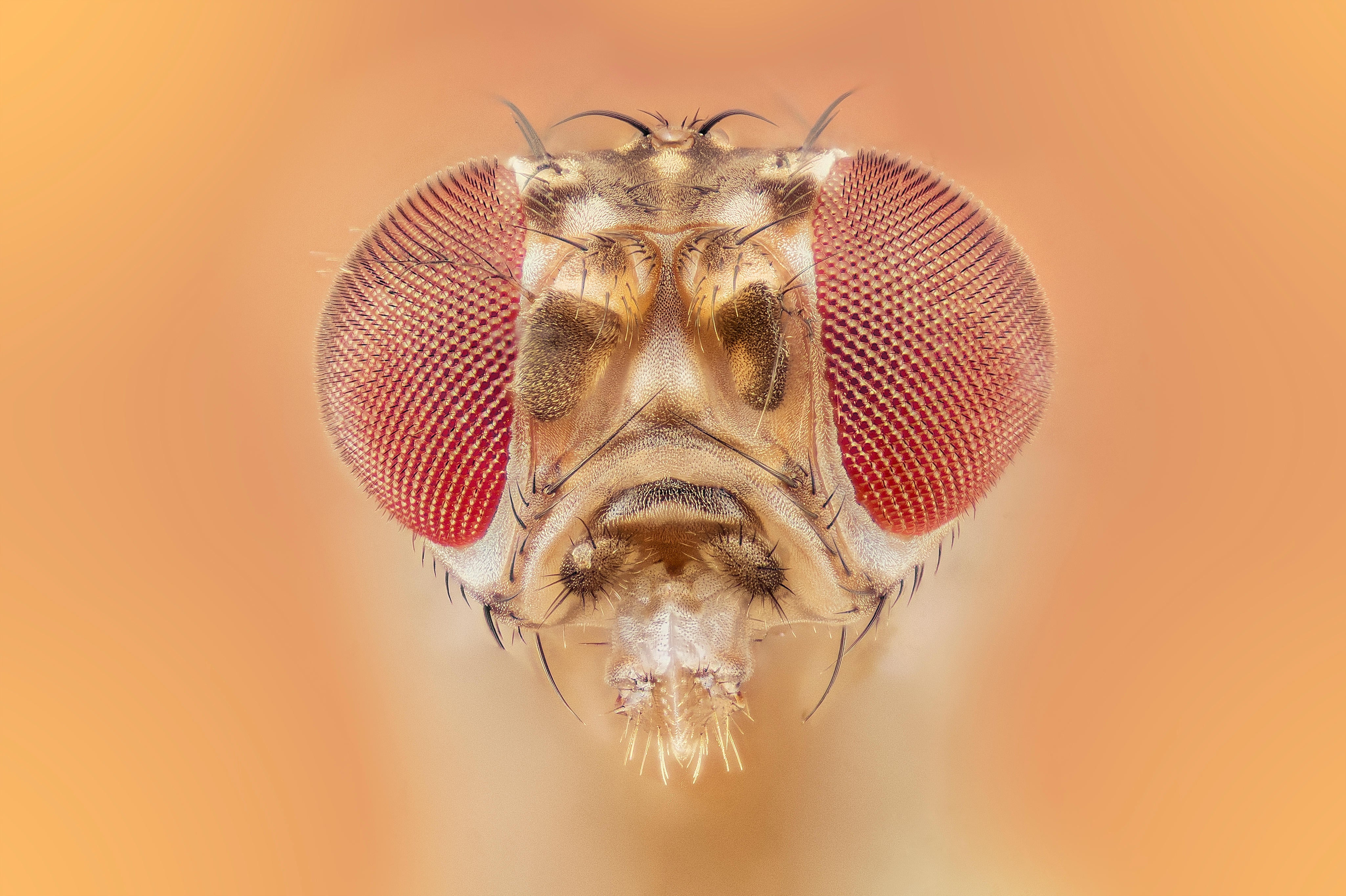 What Google’s New AI Fruit Fly Can Teach Us about Real Behavior