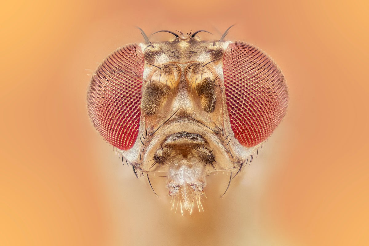 The tiny fruit fly, one of the most popular model organisms in science, lives fast and dies at about 50 days old. But this brief life is anything but 