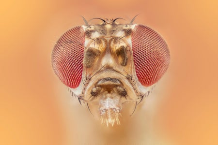 Close up of fruit fly head