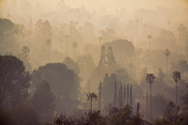 Homes and palm trees shrouded in smoke