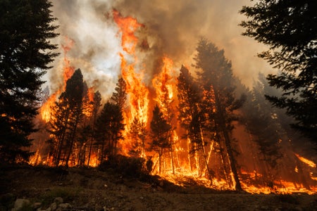 Trees on fire in a forest during the Ross Moore Lake wildfire in British Columbia, Canada on July 28, 2023.