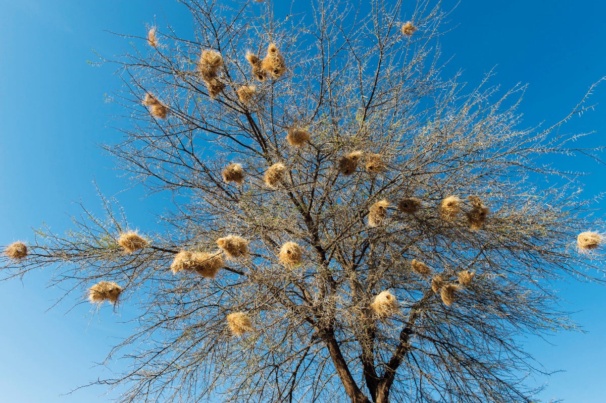 These Bird Nests Show Signs of an Architectural ‘Culture’