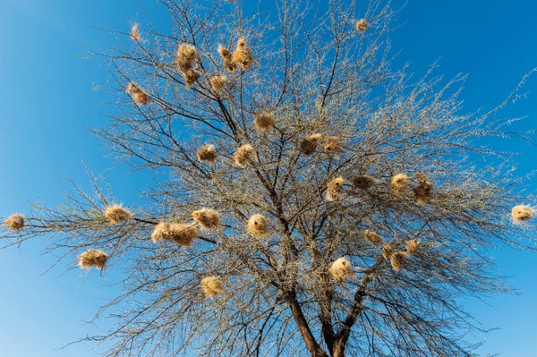 These Bird Nests Show Signs of an Architectural ‘Culture’