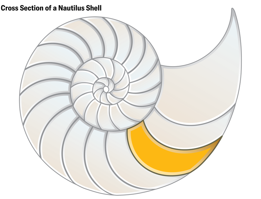 Schematic shows a 2D cross section of a nautilus shell, with one 2D cell in gold.