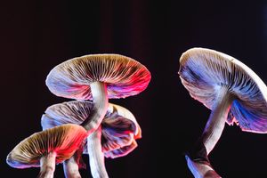Four magic mushroom caps lit in purple and pink light