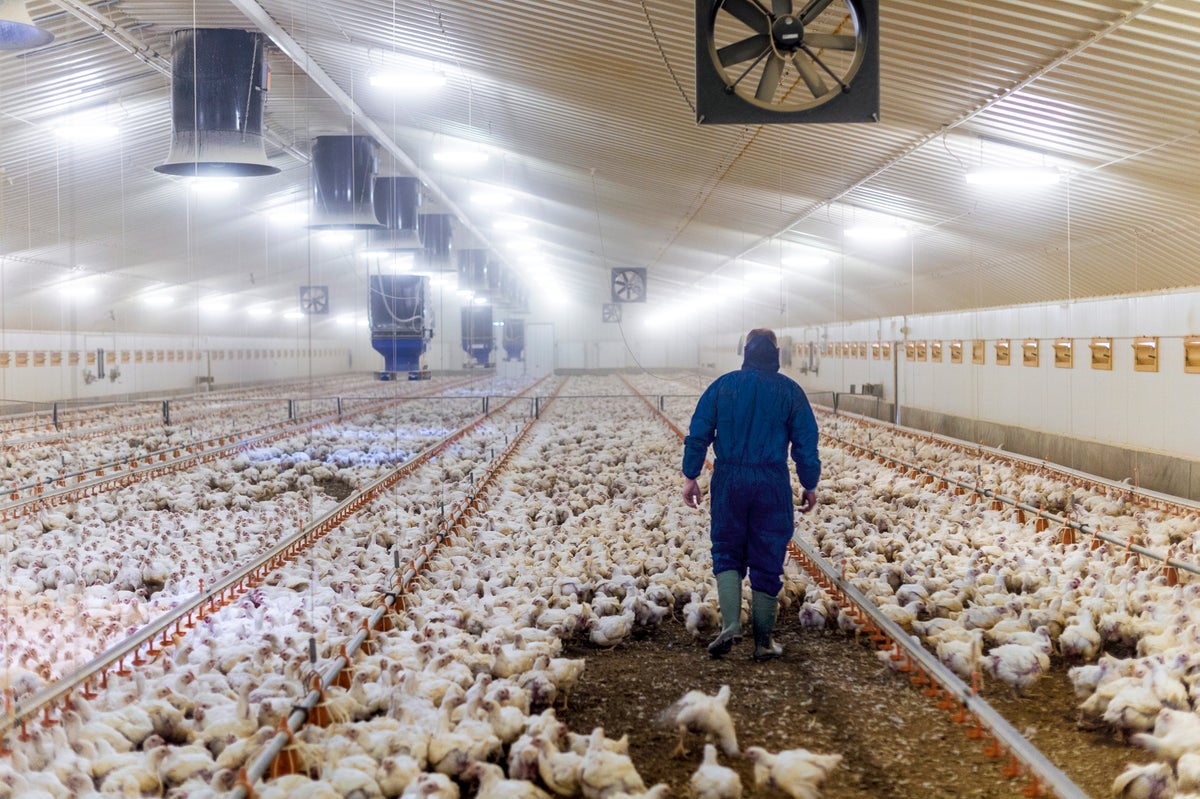 The U.S. Is Not Ready for Bird Flu in Humans