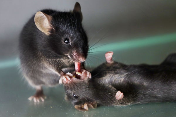 Foto perilaku menarik lidah tikus