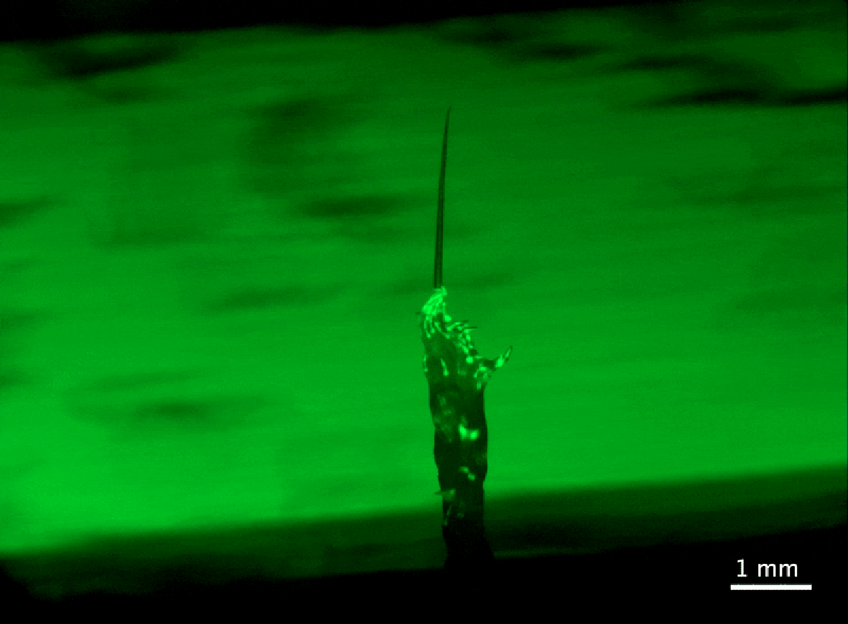 This ‘Tower of Worms’ Is a Squirming Superorganism
