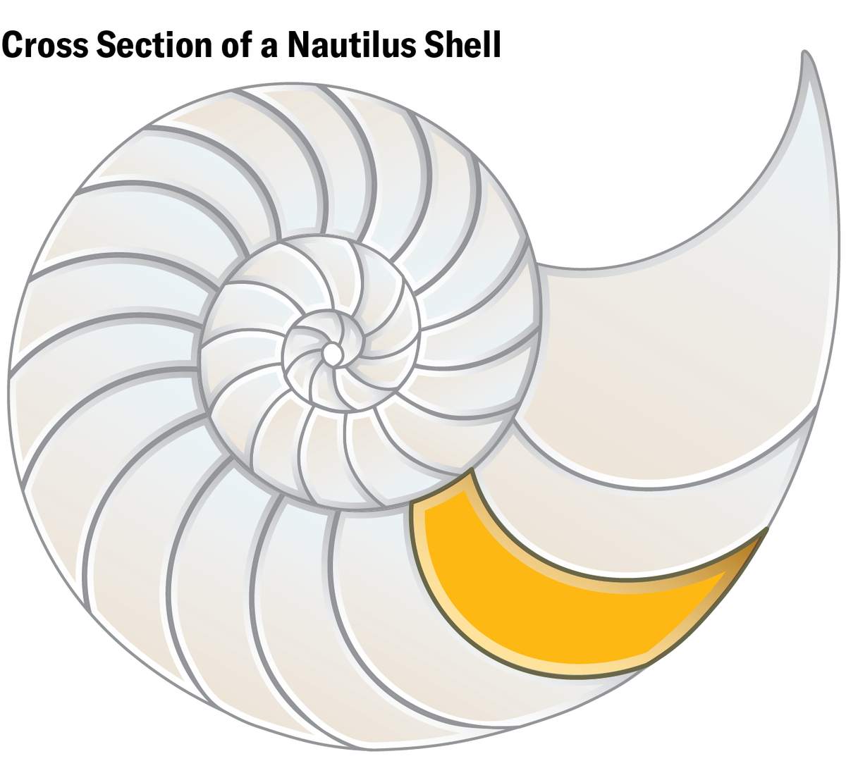 Schematic shows a 2D cross section of a nautilus shell, with one 2D cell in gold.