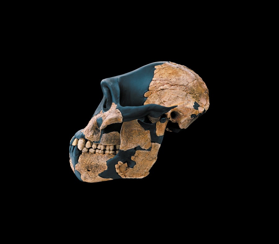 Cranial and dental remains of a fossil against a black background