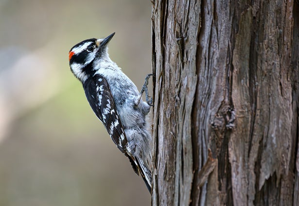 Close-up of woodpecker perching on tree trunk