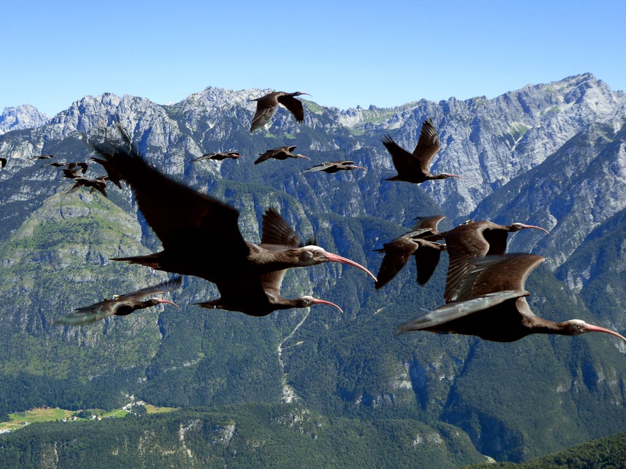 Photographed from the air, side view of Northern Bald Ibises flying while migrating