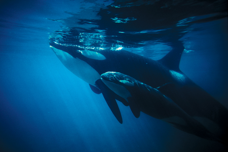 不列颠哥伦比亚省温哥华岛外杀手鲸