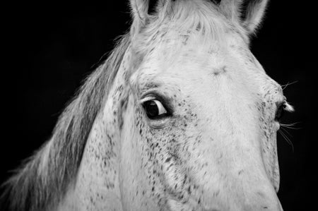 A horse face closeup looking afraid