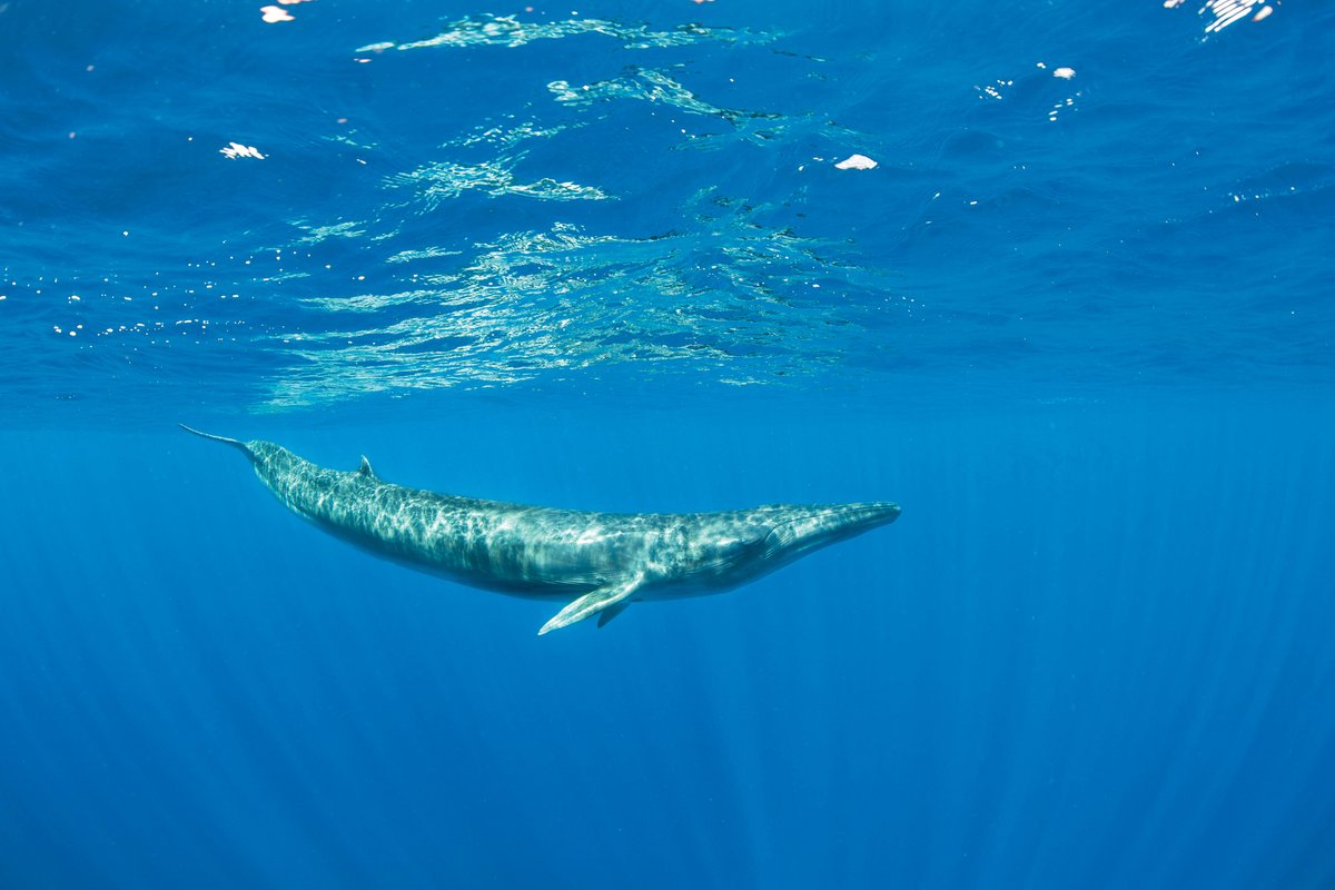 Mystery of Deep-Ocean 