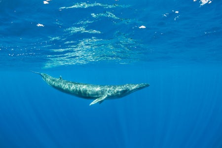 Whale swimming in the ocean