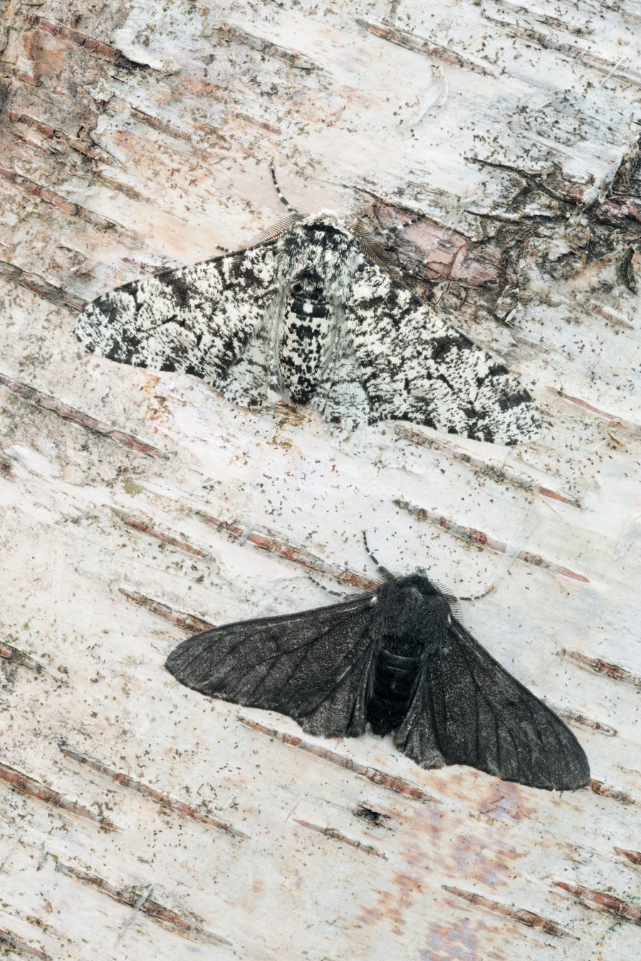Image of a peppered moth.