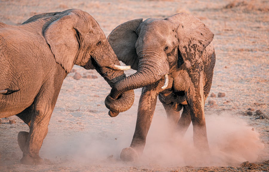 Two male elephants interacting