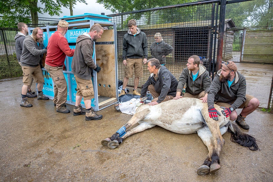 Sedated horse lies on the ground surrounded by equine specialists