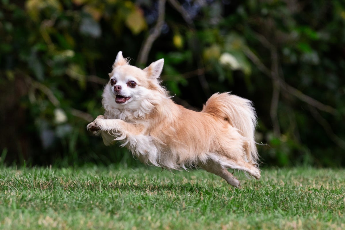 The Secret to Understanding Animal Consciousness May Be Joy