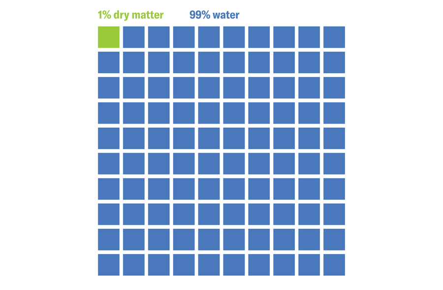 Graphic shows a grid of 100 small squares. Ninety-nine of them are blue and labeled as 99 percent water, and one is green and labeled as 1 percent dry matter.