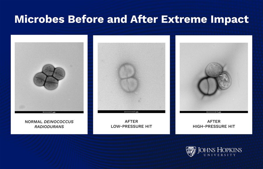 Three linearly arranged black-and-white microscopic views of small clumps of unicellular microorganisms. The image on the far left shows intact cells, while the middle and right images show some cells that are stressed or damaged.
