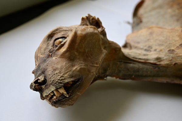 A mummified cheetah